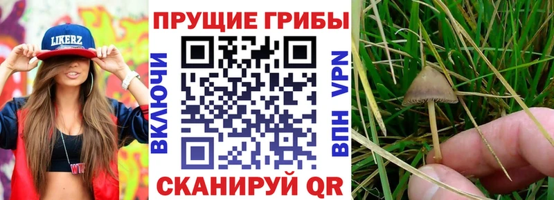 Галлюциногенные грибы Psilocybine cubensis Кизел